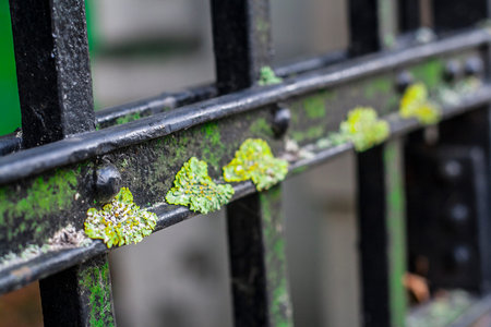 Close up on green moss overgrowing elements of very old iron gate 