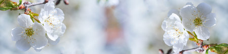 Panorama background with white flowers of blooming tree in springtime and copy space