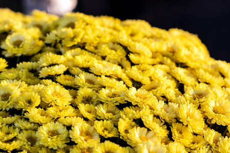 Bunch of yellow grave flowers lit by warm afternoon sun put on grave during All Souls' Day