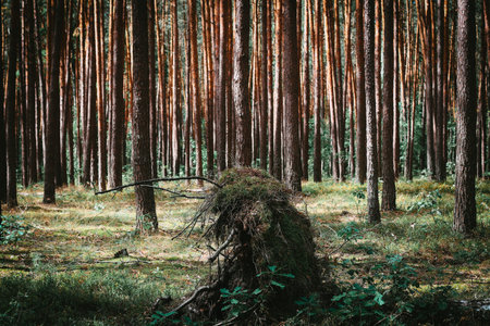 Birch fallen down by fierce tempest in the middle of young forestの写真素材