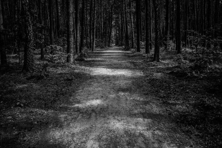Path trail through the pine tree young forrest, black and white image