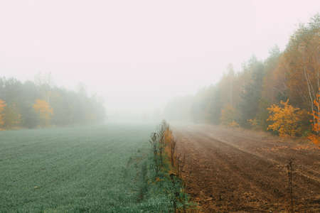 Green field and trees enfolded in morning fog in autumnの写真素材