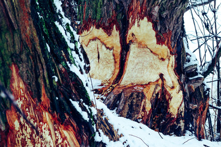 Tree trunk freshly eaten by beaver in winter