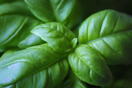 Macro close-up on fresh leaves of green basilの写真素材