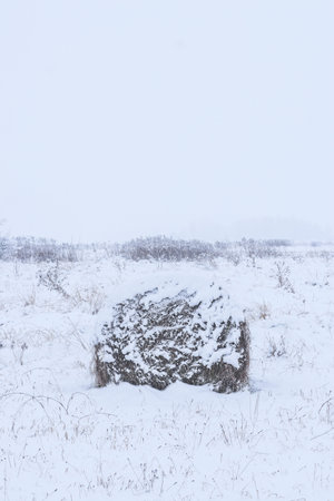 Bale rolls of hay rotting on field covered with snow in winterの写真素材