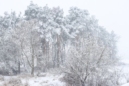 Trees covered with snow in Winter during snowfall
