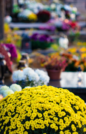 Bunch of yellow grave flowers with other defocused graves in bakground on cemetary in All Souls' Dayの写真素材