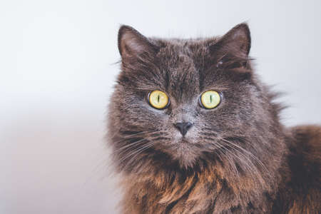 Long hair blue british female cat stare straight to camera with wide open eyesの写真素材