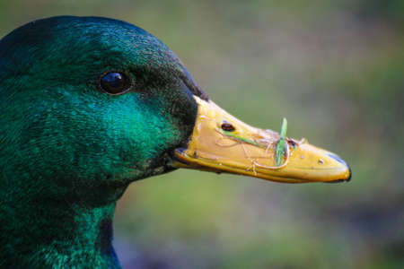 Close-up on head of male wild mallard duckの写真素材