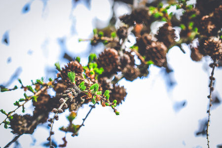 Twig of larch coniferous tree with old sones and small new ones growing in springtime