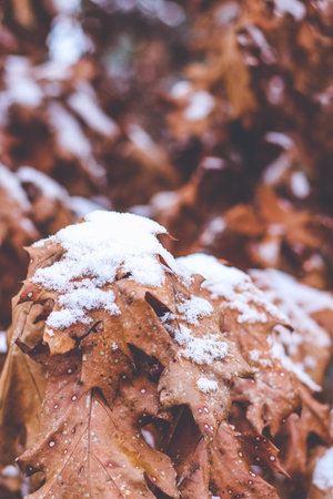 Brown covered with snow Scarlet Oak Tree leaves in winterの写真素材