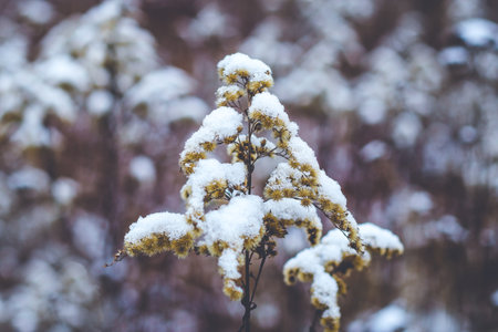 Dry canada goldenrod covered in snow on meadow in winterの写真素材