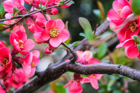 Branch with red flowers of Japanese Quince (Chaenomeles japonica) blooming in aprilの写真素材
