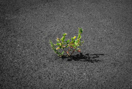 Plant growing on tarmac - force of nature conceptの写真素材