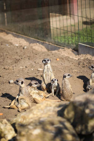 Meerkats family rest on sand in rays of sunの写真素材