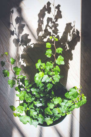 Green ivy in flower pot on wooden floor sunlit with sharp shadowの写真素材