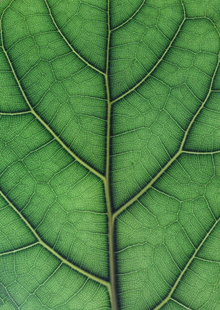 Closeup on texture of backlit green leaf veins