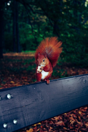 Squirrel sitting on banch and eating scrumbles in autumn in park