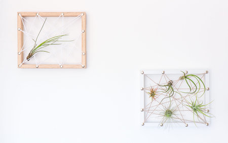 Different kinds of Tillandsia air plant in hand made frame on white wall