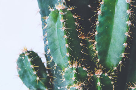 Close-up on Cereus Peruvianus cactusの写真素材