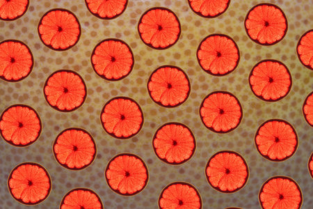 Pattern made of backlit ruby grapefruit slices on its peel background