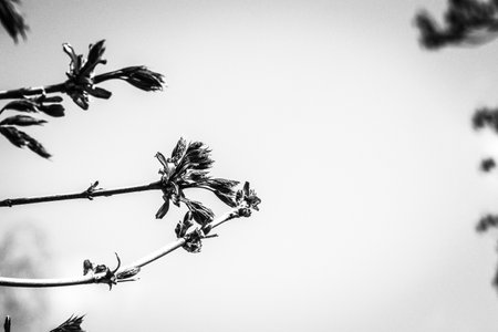 Very young tree leaves growing in april, black and white imageの写真素材