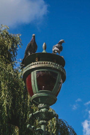 Feral pigeons sitting on vintage lantern in city parkの写真素材
