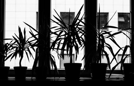 Silhouettes of four dracanea marginata indoor plants in flowerpots on window sill