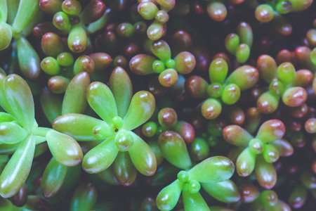 Close up on green sedum rubrocinctum in flower potの写真素材