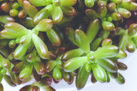 Close up on green sedum rubrocinctum in flower potの写真素材