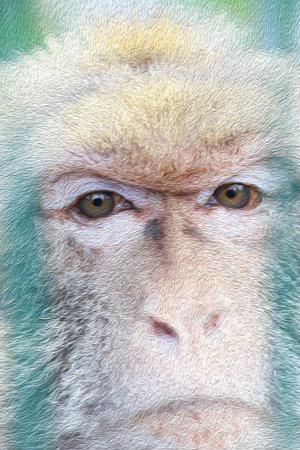 Close-up on macaque monkey face with oil painting effectの写真素材