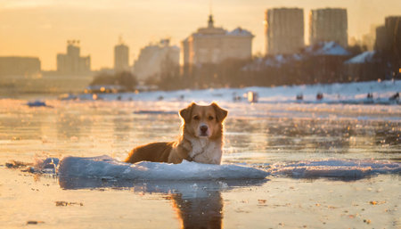 Ginger dog float on ice floe in the middle of the river with city in background during winter cold weatherの写真素材