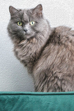 Long hair gray british cat look straight into camera, oil painting effect imageの写真素材