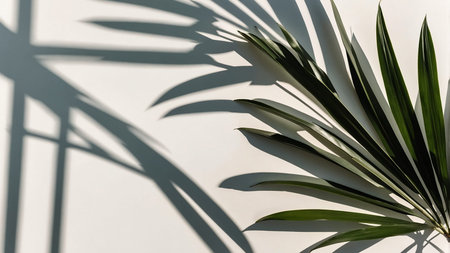 A photography of large Monstera leaves casting distinct and artistic shadows on a clean, white...