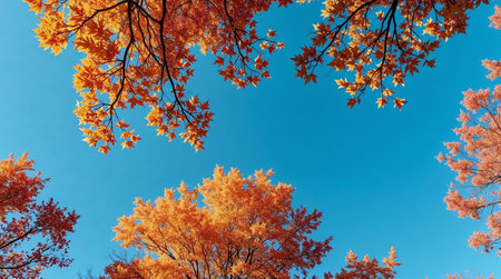 Looking up at vibrant orange maple leaves against a clear blue sky, capturing the beauty of autumn. Ai generated imageの素材