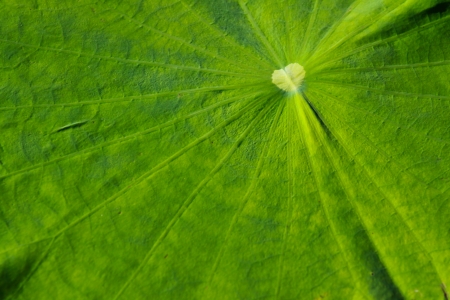 Lotus leafの写真素材