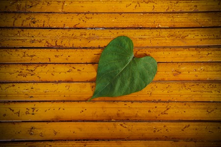 Heart leaf on bambooの写真素材