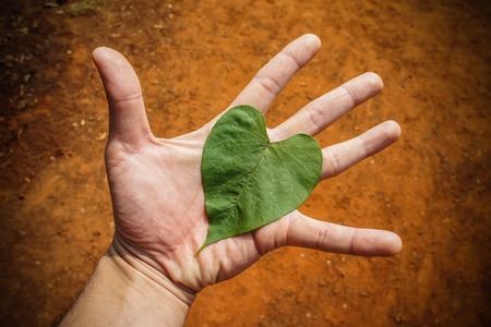 Hand and leaf の写真素材