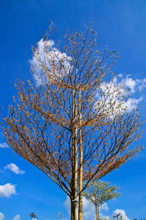 tree and sky