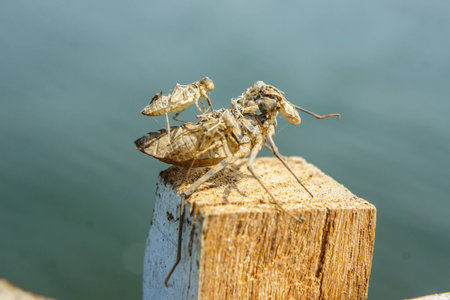 Cicada molt on the woodの写真素材