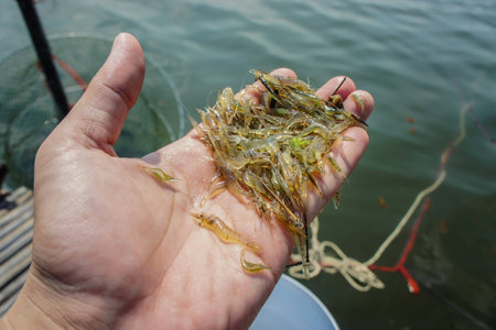 Shrimp Paste in handの写真素材