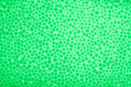Polystyrene green color of foam box texture