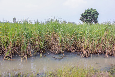 Sugarcane fieldの写真素材