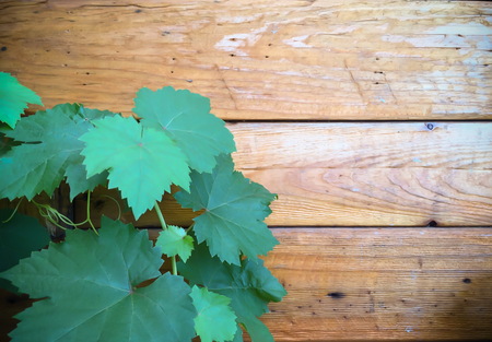 Grape leaf and wood backgroundの写真素材