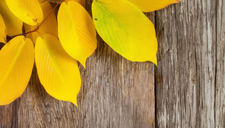 Autumn leaves on wooden background with copy space for your text.の素材