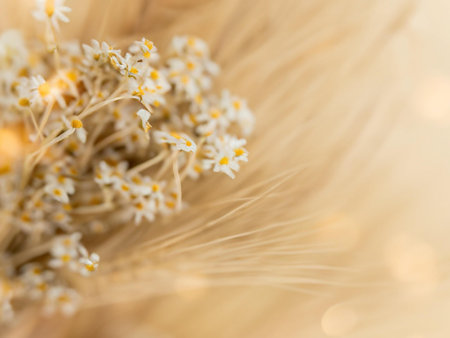 Bouquet of wild chamomile flowers on a blurred backgroundの素材