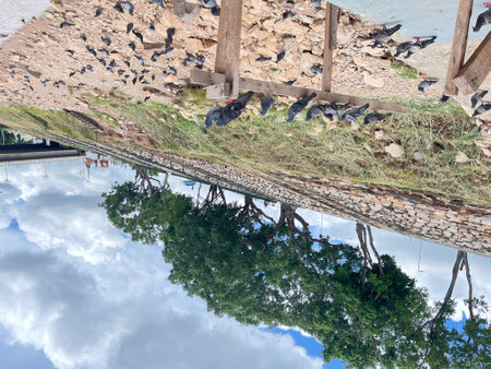 Pigeons on the bank of the river with reflection in the waterの写真素材