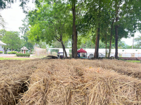Dry straw on the ground in the garden with blurred background.の写真素材