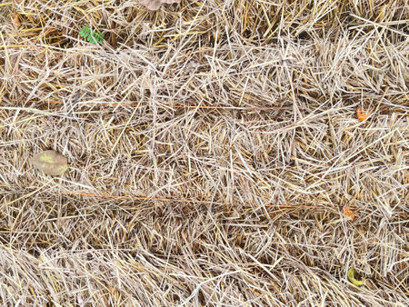 dry grass on the ground in the forest, note shallow depth of fieldの写真素材