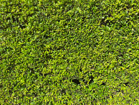 Green leaves wall texture or background for design with copy space for text or image.の写真素材